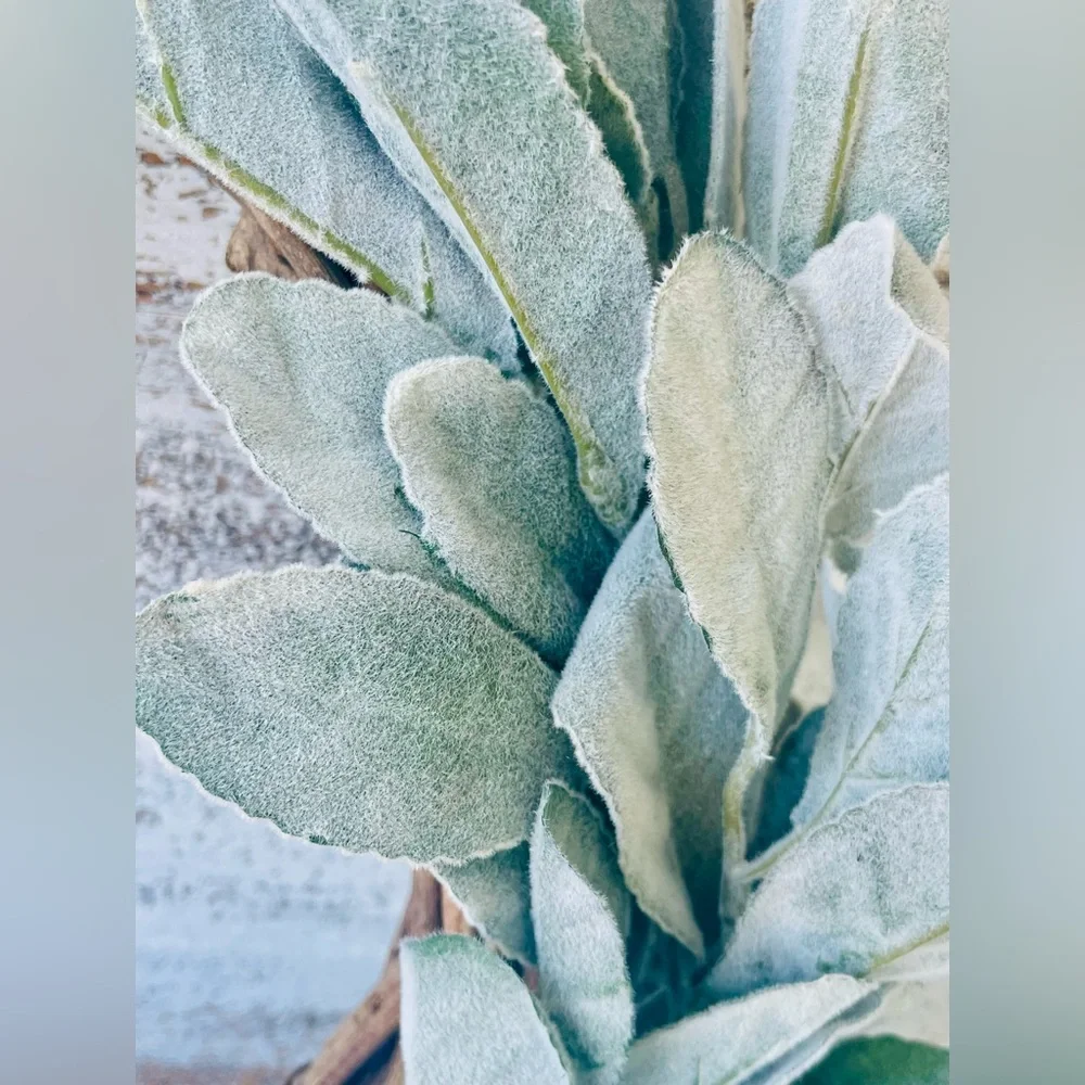 *Frosted Lamb’s Ear Wreath